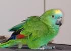 Blaustirnamazone Henne